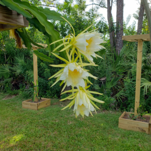 dragon fruit blossoms Dragon Fruit Blossoms