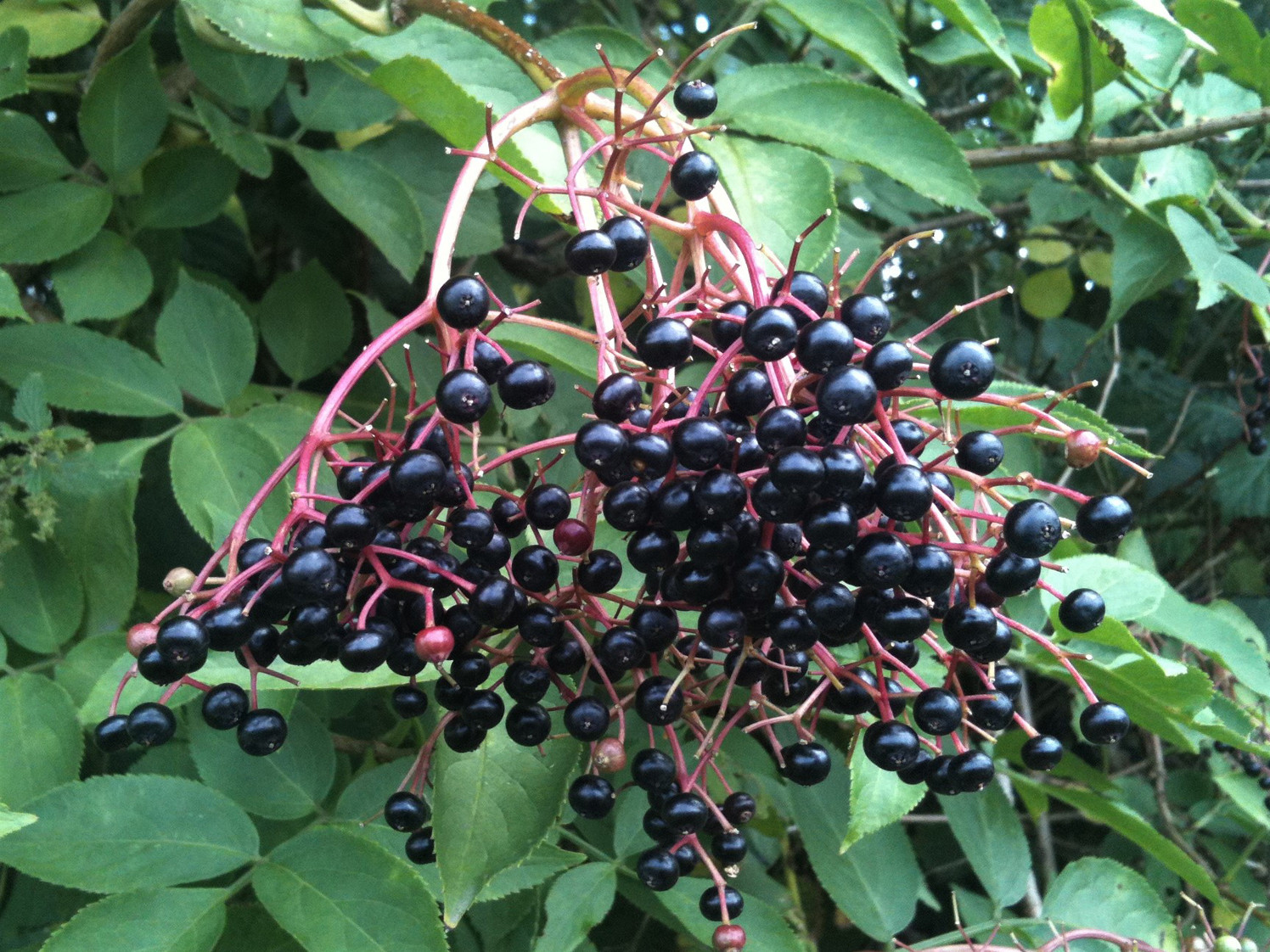 Elderberry Elderberry