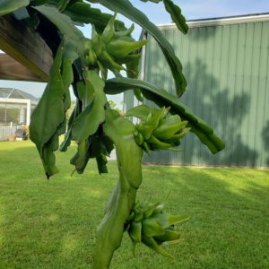 Dragon Fruit Cutting