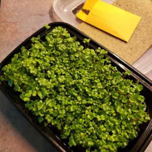 Microgreen Seed Mix Kit - Small - Hydroponic Mat