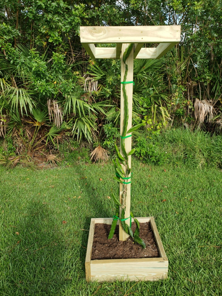 DF Trellis Dragon Fruit Trellis