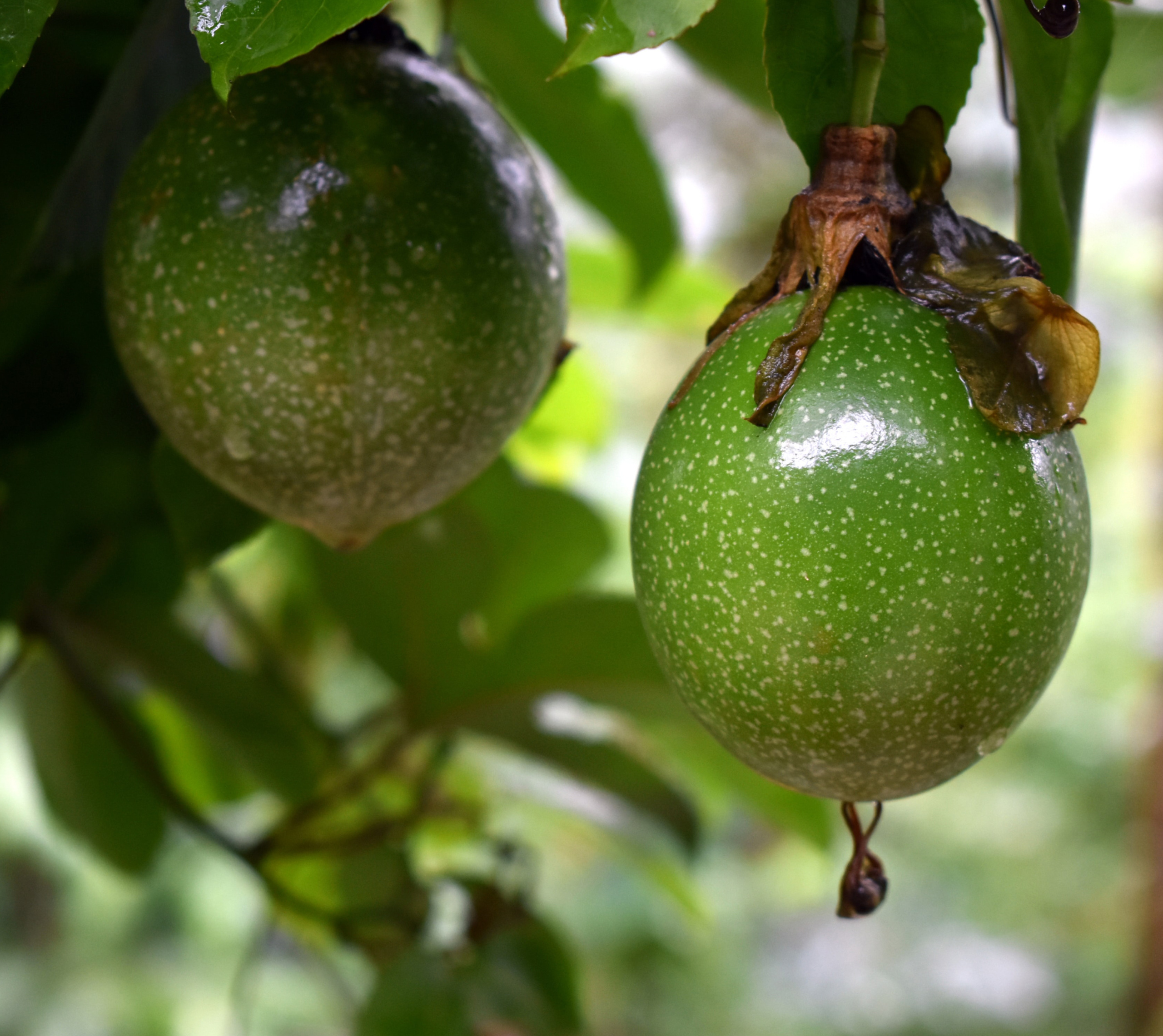 pasion fruit Passion Fruit