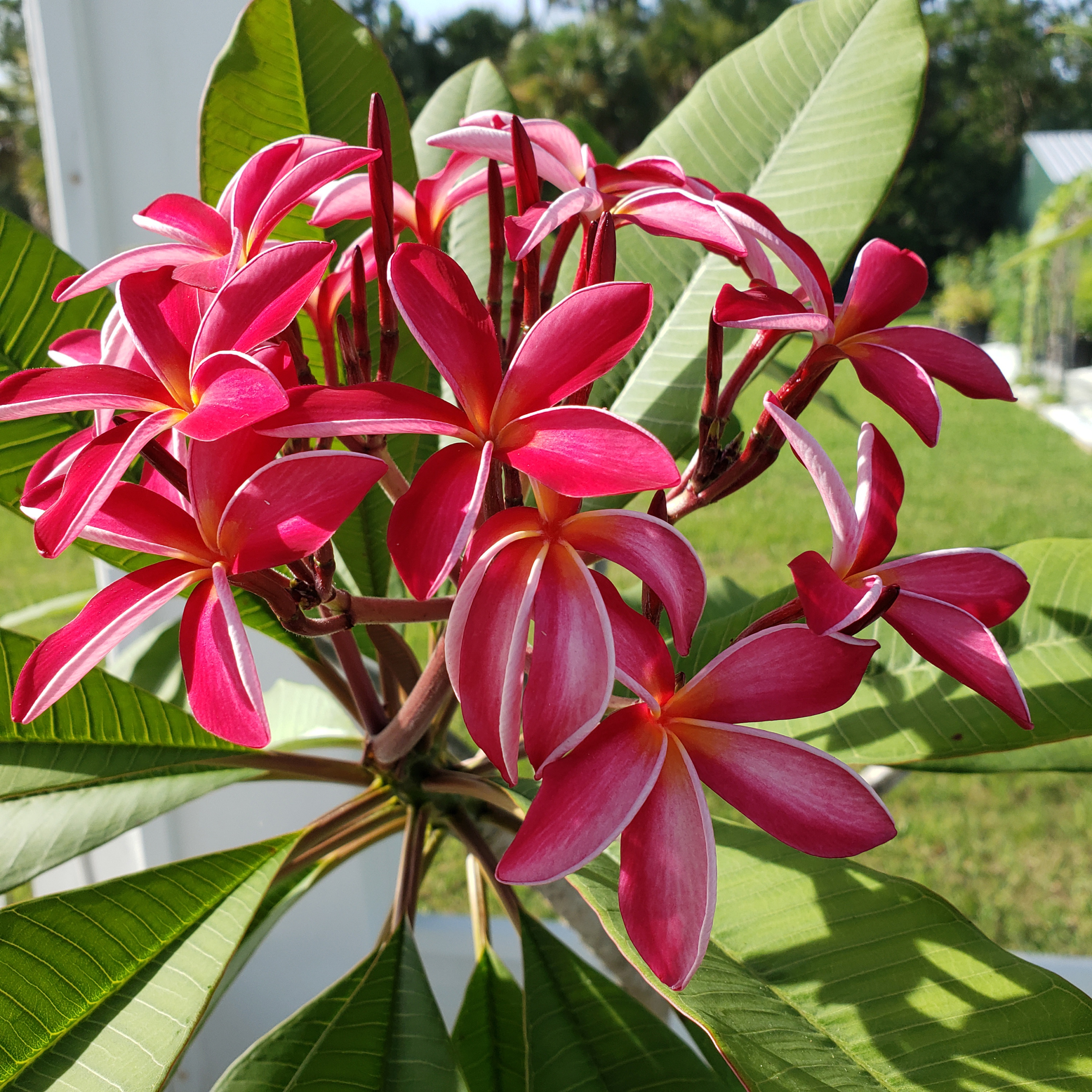 plumeria-pink Pink Plumeria