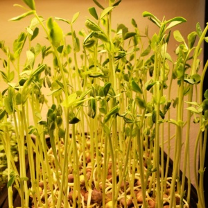 Speckled Pea Microgreen Kit - Small - Soil - Image 2