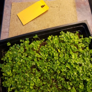 Microgreen Seed Mix Kit - Medium- Hydroponic Mat