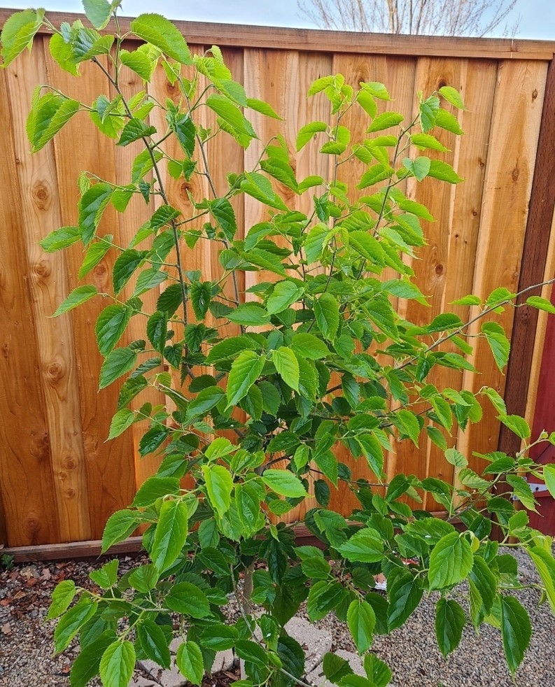 Pakistan Mulberry Tree Pakistan Mulberry Tree