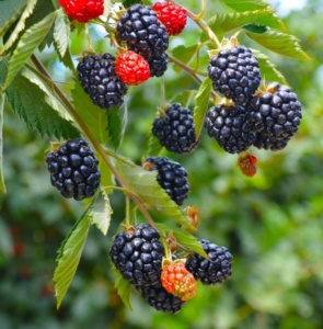arapaho blackberry Ara[aho Blackberry