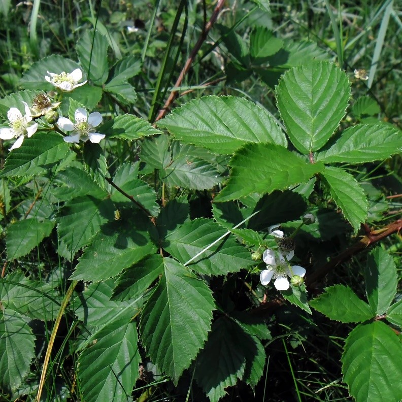 arapaho blackberry bush Arapaho Blackberry Plant