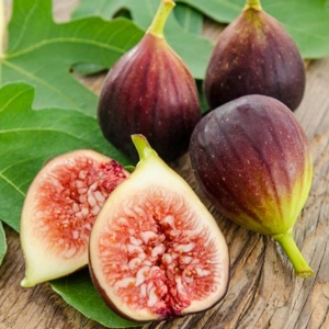 brown turkey figs Brown Turkey Fig