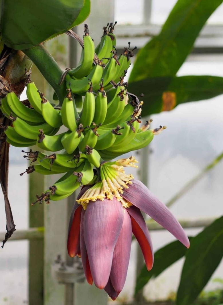 cavendish banana blossom Dwarf Cavendish Banana