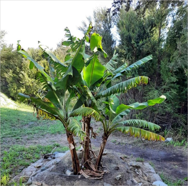 dwarf cavendish banana Dwarf Cavendish Banana