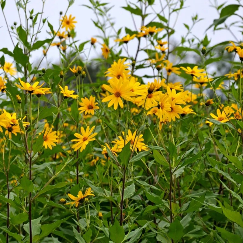 jerusalem artichoke Jerusalem Artichoke Plant