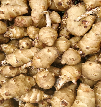 jerusalem artichoke Jerusalem Artichoke Tubers