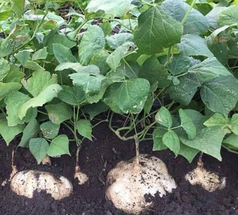 jicama Jicama