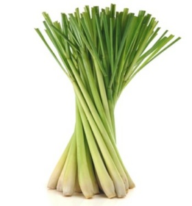 Lemon Grass Stalks