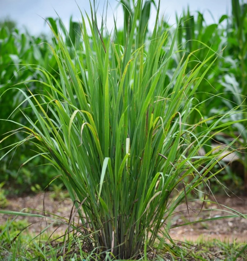 lemon grass Lemon Grass Plant