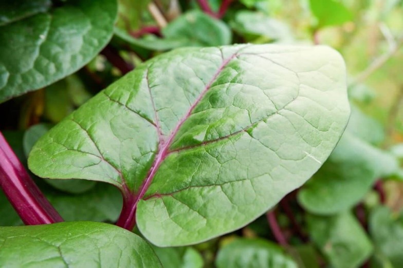 malabar spinach leaf Malabar Spinach Leaf