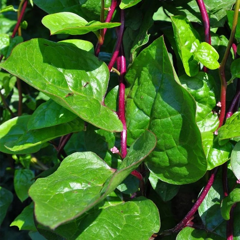 malabar spinach Malabar Spinach