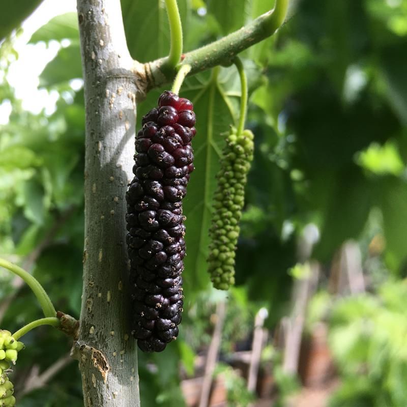 pakistan mulberry Pakistan Mulberry