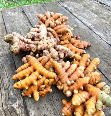 turmeric tubers Turmeric Tubers