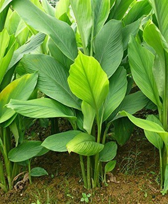 turmeric Turmeric Plant